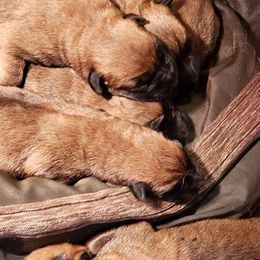 Belgian Malinois Puppies from Exogenic Arma Contra Malum K-9