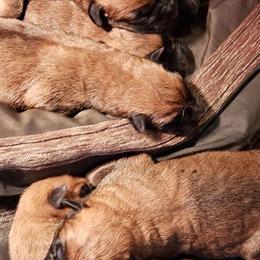 Belgian Malinois Puppies from Exogenic Arma Contra Malum K-9