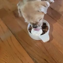 Shih Tzu Puppies from N.F.S.T Imperial ShihTzu Puppies.