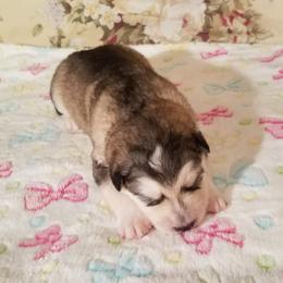 Alaskan Malamute Puppies from ArctiCircle Alaskan Malamutes