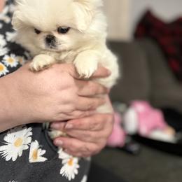 Pekingese Puppies from Amy’s Lil Pekingese