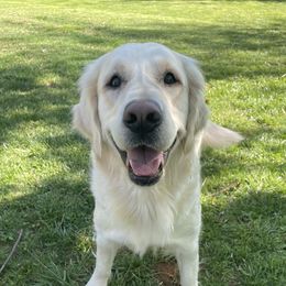 Roo - Golden Retriever