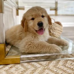 Golden Retriever Puppies from Dogwood Springs Golden Retrievers