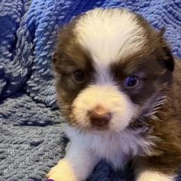 Hazel - Red tri female Toy Australian Shepherd puppy in Union Grove, North Carolina from Grove Farm
