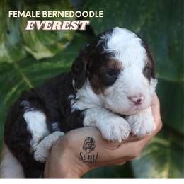Everest (Green Collar) - Tri-color female Bernedoodle puppy in Palmetto Bay, Florida from SOMIDOODLES