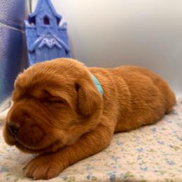 Elsa - Yellow female Labrador Retriever puppy in Carlsbad, New Mexico from ECMO Farm Dalmatians & Labrador Retrievers
