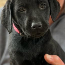 Pink Collar - Black female Labrador Retriever puppy in Quinlan, Texas from Wright Way Retrievers