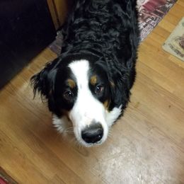 Bear - Bernese Mountain Dog