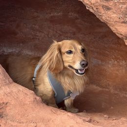 Dexter - Dachshund