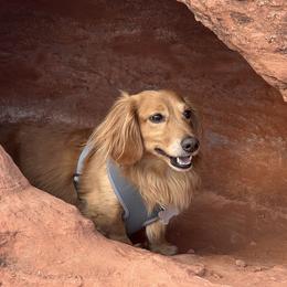 Dexter - Dachshund