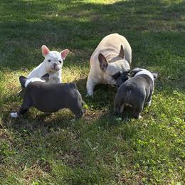 French Bulldog Puppies from Bailey Hedges