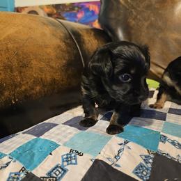 Puppy2 - Black and tan male Russian Toy puppy in San Diego, California from Chenier Russian toys