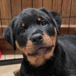 Girl 2 - Black and mahogany female Rottweiler puppy in Edmond, Oklahoma from Noble Oak Rottweilers
