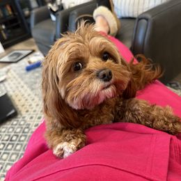 Cavapoo and Cockapoo All Grown Up from Megan Roach's Cockapoos, Cavapoos and Aussiedoodles