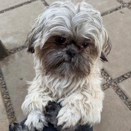 Benny - Brindle male Shih Tzu puppy in Victorville, California from RUMBLE n TUMBLE