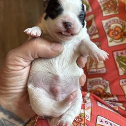 Chihuahua Puppies from Keljim's Chihuahuas