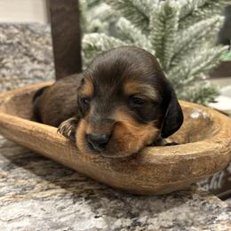 Gravy - Red male Dachshund puppy in Dobson, North Carolina from Oakleys Dachshund Haven