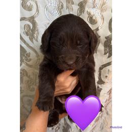 California - Brown female Newfoundland puppy in New Paris, Ohio from Beatty Newfies