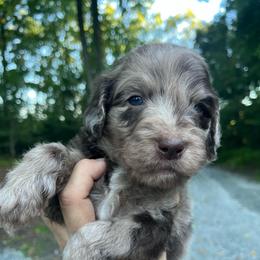 Ralf - Merle male Goldendoodle puppy in New Ringgold, Pennsylvania from Hawk Mountain Doodles
