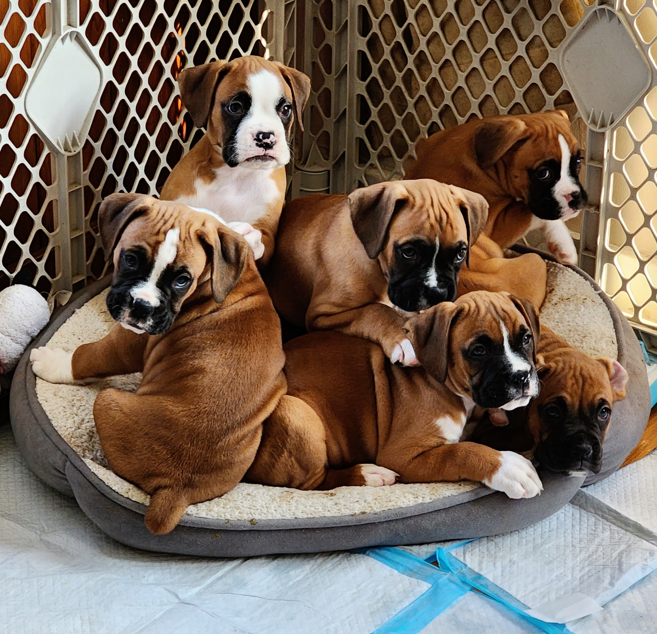 Boxer Puppies from Sara's Bouncing Boxers