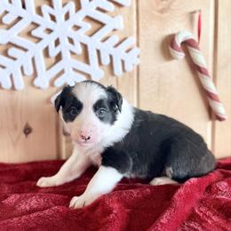 Brew - Black and white male Border Collie puppy in Owenton, Kentucky from Three16 Ranch