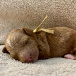 Spanky - Apricot male Poodle puppy in Hawthorne, Florida from Loblolly Ranch
