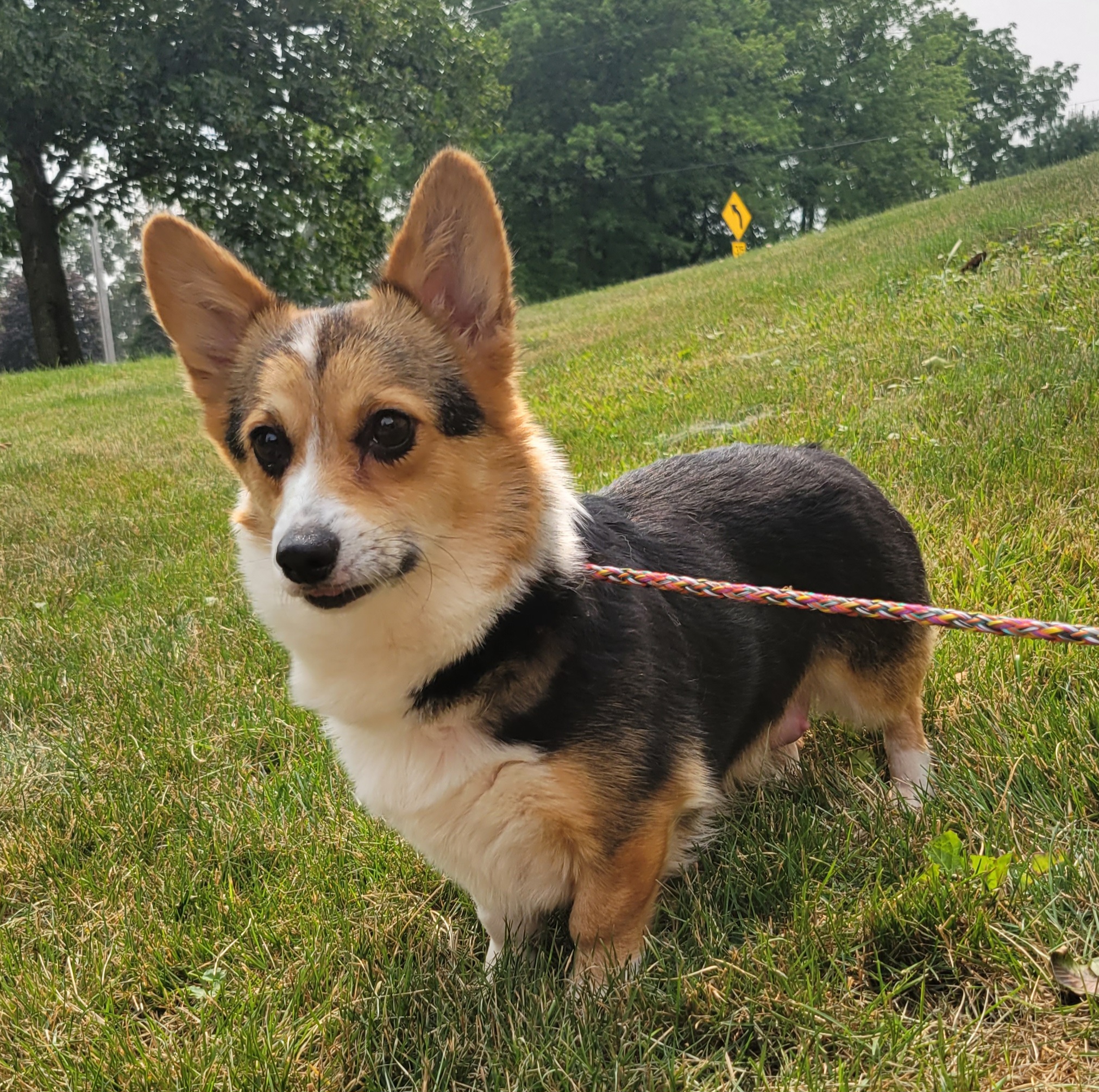 Pembroke Welsh Corgis and Poodles from Windy Willows
