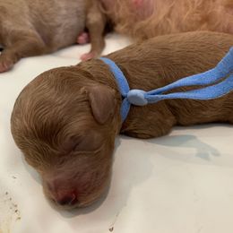 Cavalier King Charles Spaniel, Cavapoo, and Poodle Puppies from Loblolly Ranch