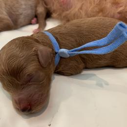 Cavalier King Charles Spaniel, Cavapoo, and Poodle Puppies from Loblolly Ranch