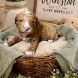 Winston - Red  male Goldendoodle puppy in North Branch, Michigan from Graceful Miniature Goldendoodles