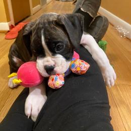 Boxer Puppies from Fineview Boxers
