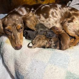 Dachshund puppies from Winfield Weenies
