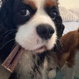 Charlie - Cavalier King Charles Spaniel