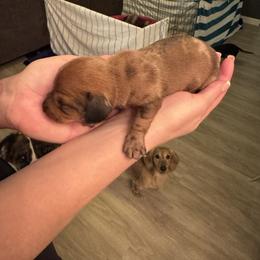 Girl 2 - Dapple female Dachshund puppy in Phoenix, Arizona from Jennifer's Guardian Doxies