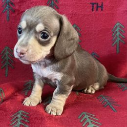 Dachshund Puppies from Wendie's Dachshunds