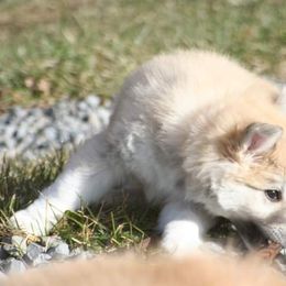 Icelandic Sheepdog Puppies from Valhalla Icelandic Sheepdogs