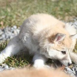 Icelandic Sheepdog Puppies from Valhalla Icelandic Sheepdogs