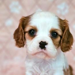 Adelle - Blenheim female Cavalier King Charles Spaniel puppy in Marshfield, Missouri from Puppyloversplace