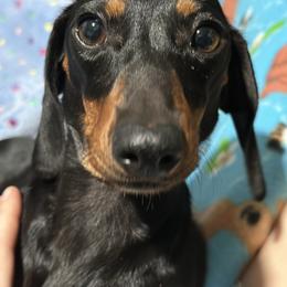 Penelope - Dachshund