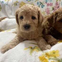 Maltipoo Puppies from Third Coast Maltipoos