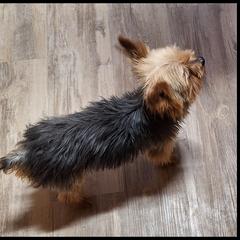 Gus - Yorkshire Terrier
