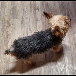 Gus - Yorkshire Terrier
