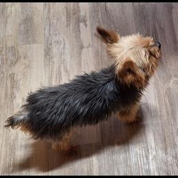 Gus - Yorkshire Terrier