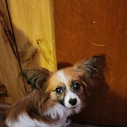 Papillon Puppies from Loving Hands