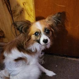 Papillon Puppies from Loving Hands