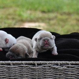 French Bulldog Puppies from ImAgem Frenchies