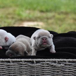 French Bulldog Puppies from ImAgem Frenchies