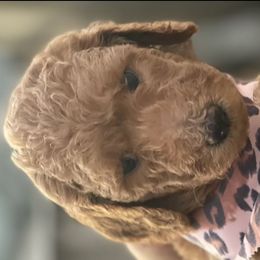 Poodles from RAYO KENNELZ