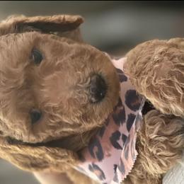 Poodles from RAYO KENNELZ