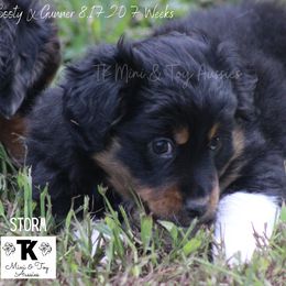Miniature Australian Shepherd and Toy Australian Shepherd Puppies from TK Mini & Toy Aussies